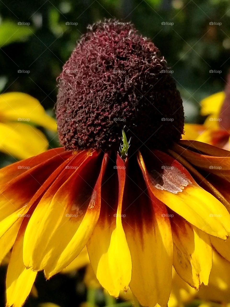 Cone flower