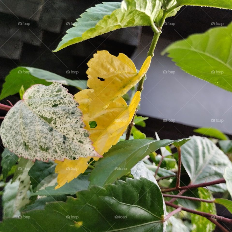 The young leaves are in green and the old leaf is in yellow.