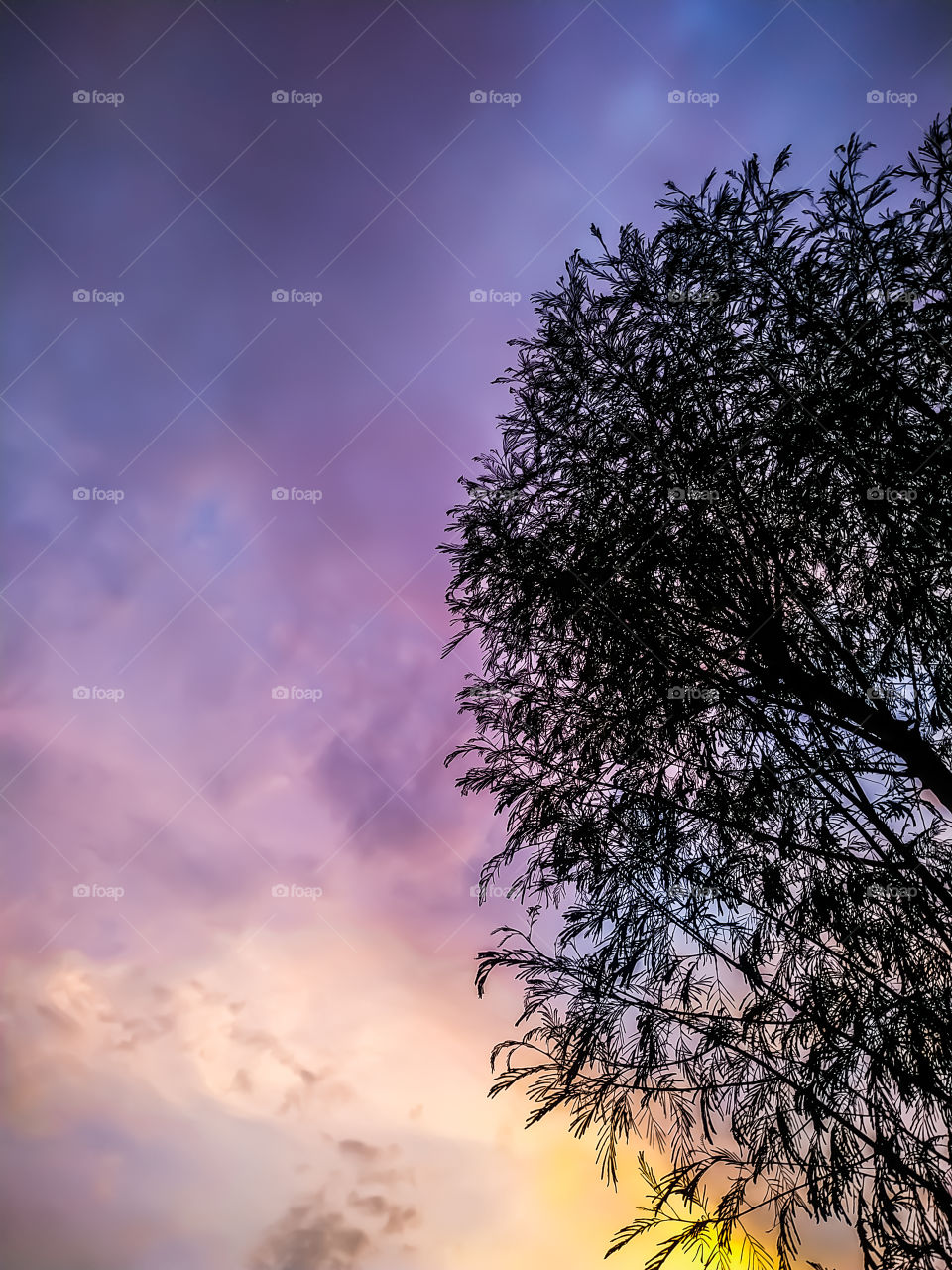 The Tree is silently enjoying the sky showing its scenic beauty