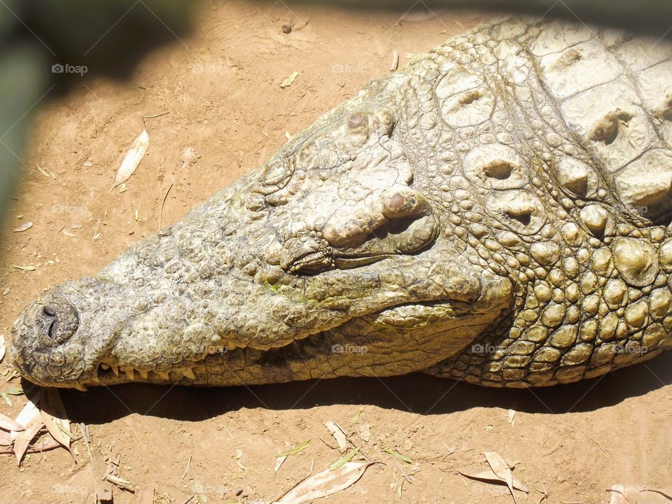 Crocodile. S Africa 