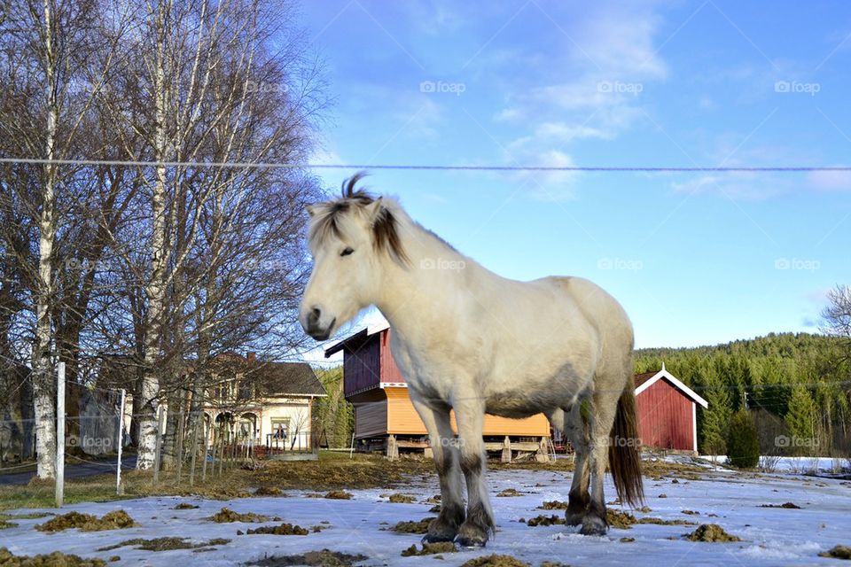 Icelandic