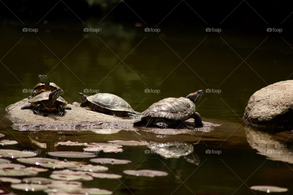 Turtles' friendship
