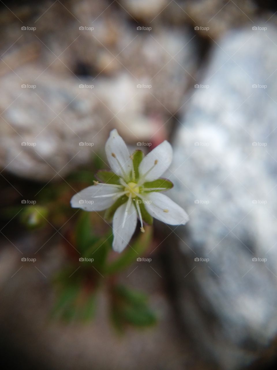 Picture taken with my smartphone and macro lens.