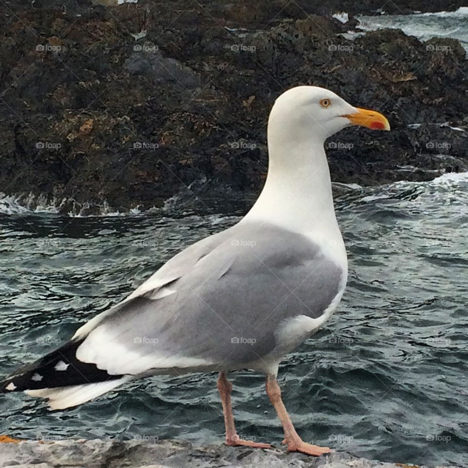 Cornish seagull