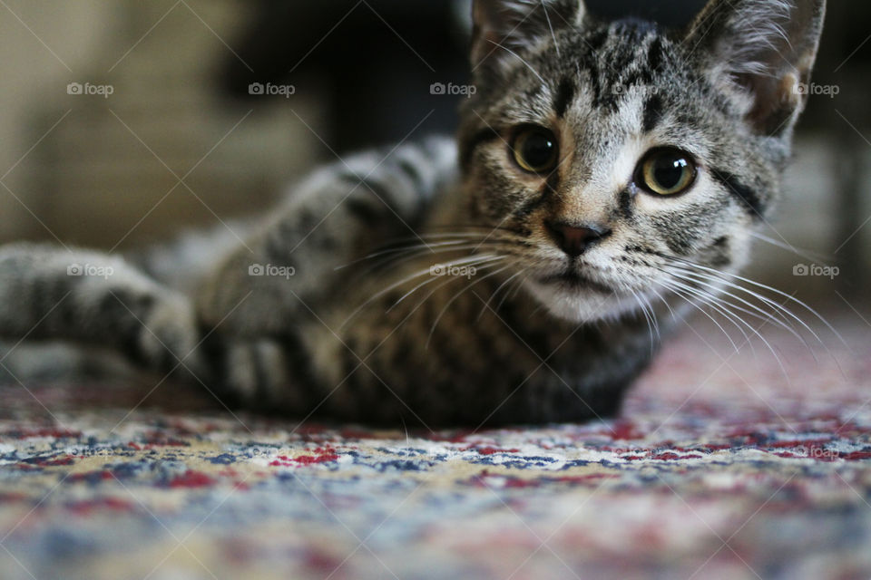Portrait of kitten lying on carpet