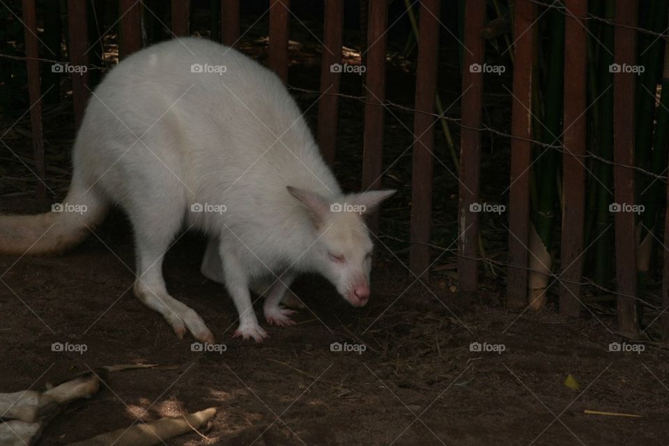 White wallaby 