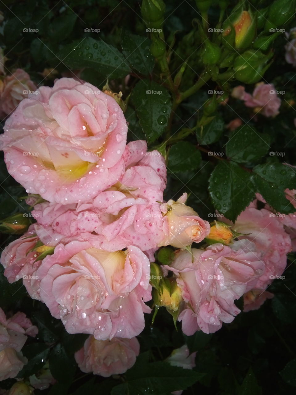 let it rain let pour water my flowers even more and more. soon the sunbeams will dry these petals.