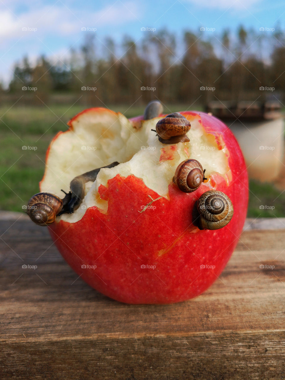 A lots of snails eat red apple