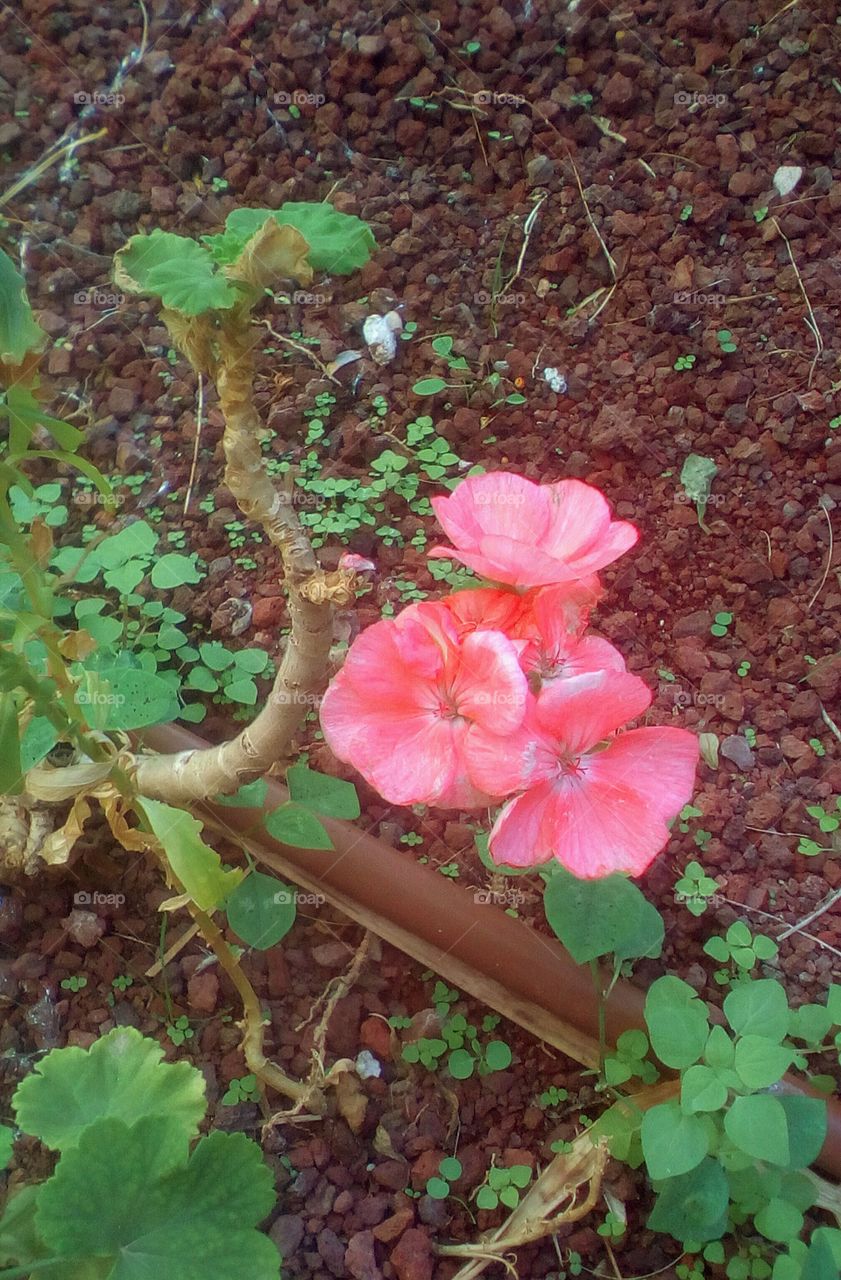 Group of pink small delicate flowers hanging on branch in garden