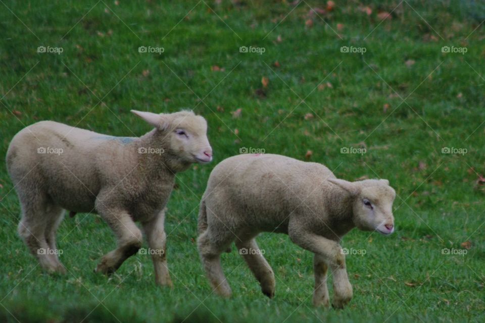 Two lambs walking on green meadow