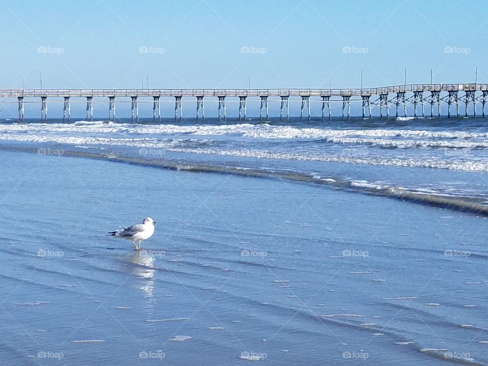 seagull with fishing pier on the sea shore