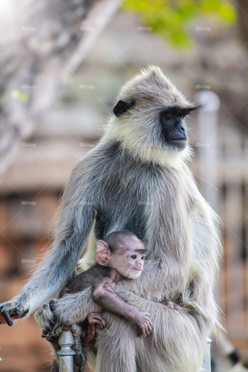 Mother love same in monkey life