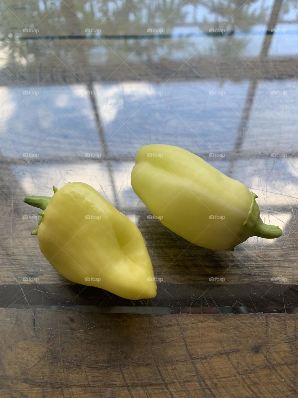 Albino bullnose peppers 