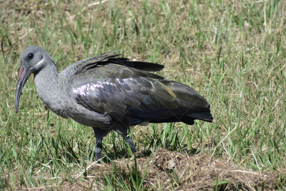 Bird, Big Bird, Wings, Beak, Eyes, Grey, Shiny, Walking, Grass, Starring