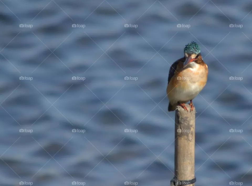king fisher