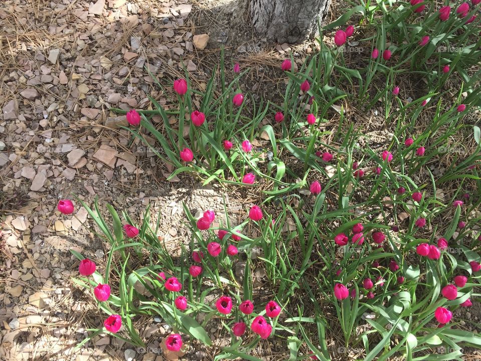 Pink Tulips, Plants, and Grass