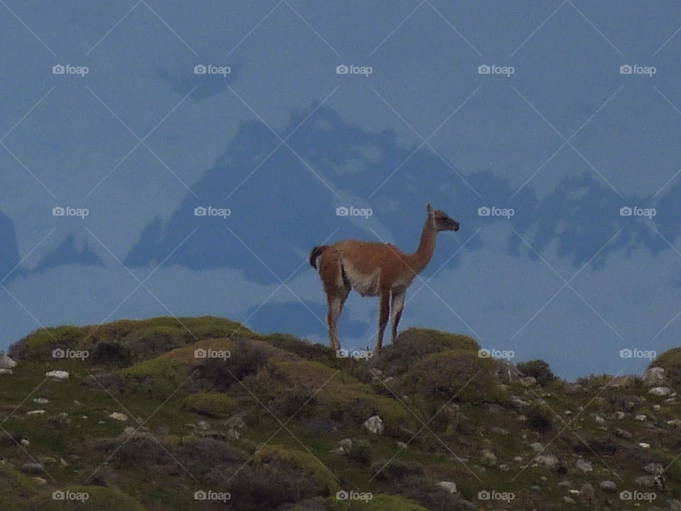 Guanaco on hill with mountains behind