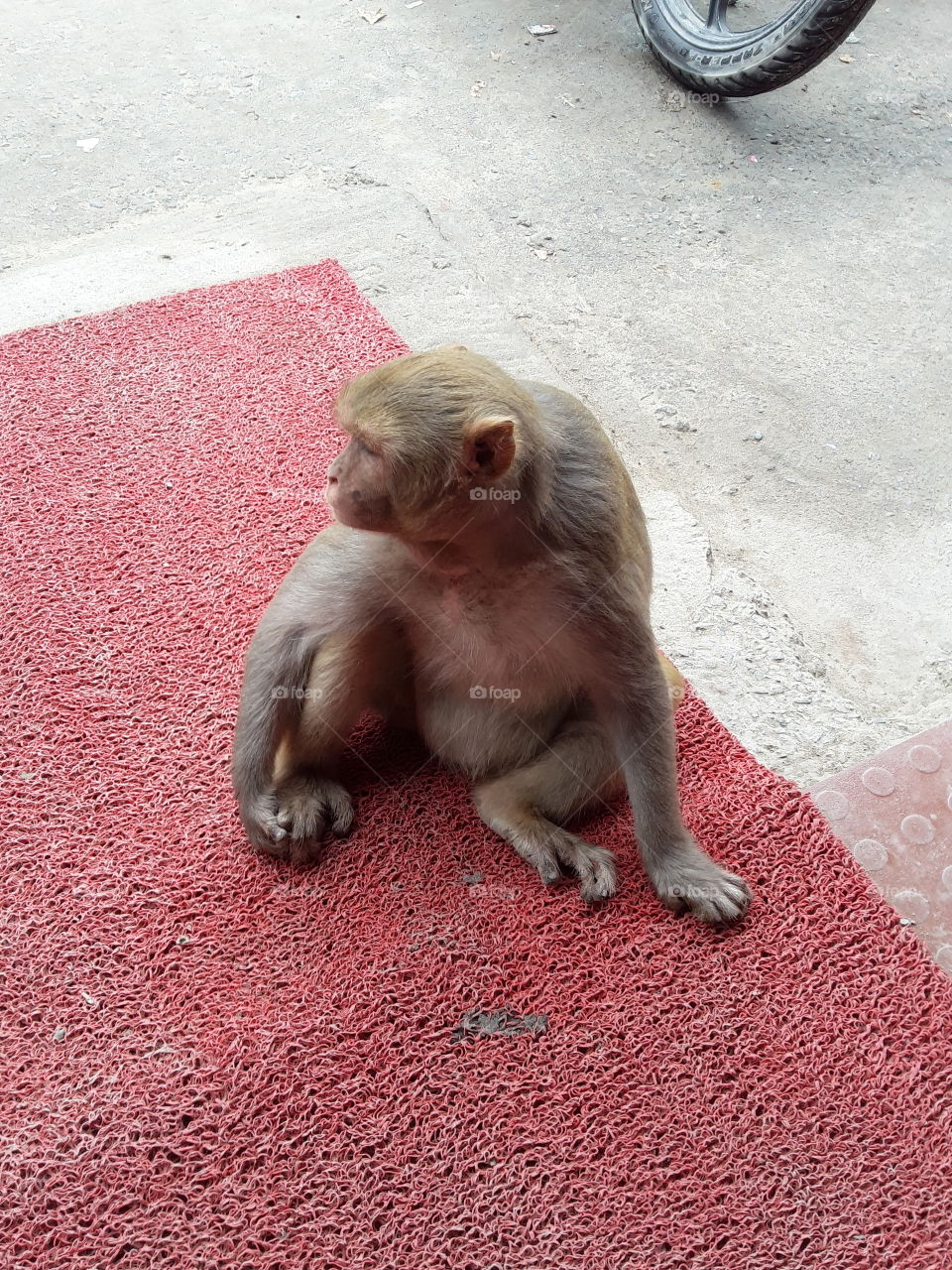 Monkey on the mat