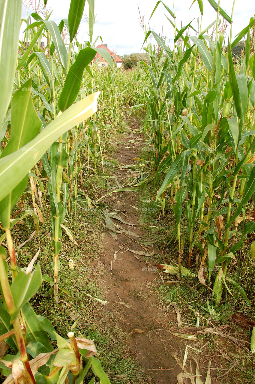 Path in the corn field. 