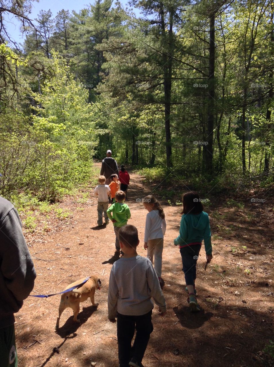 Hiking through the woods. Teaching the kids about nature on a hike through the woods