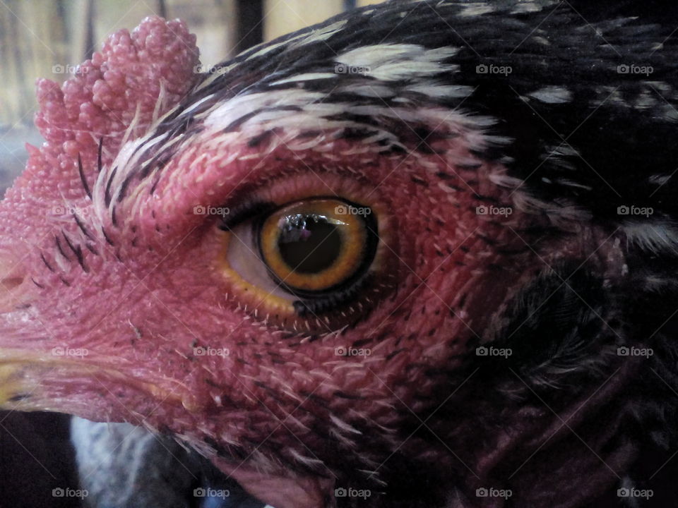 chicken eye!