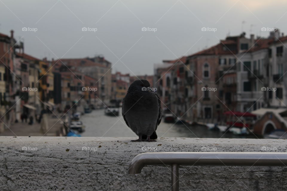 Pidgeon · Venice
