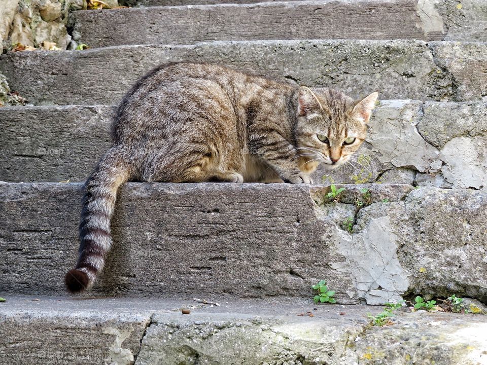 Italian cat