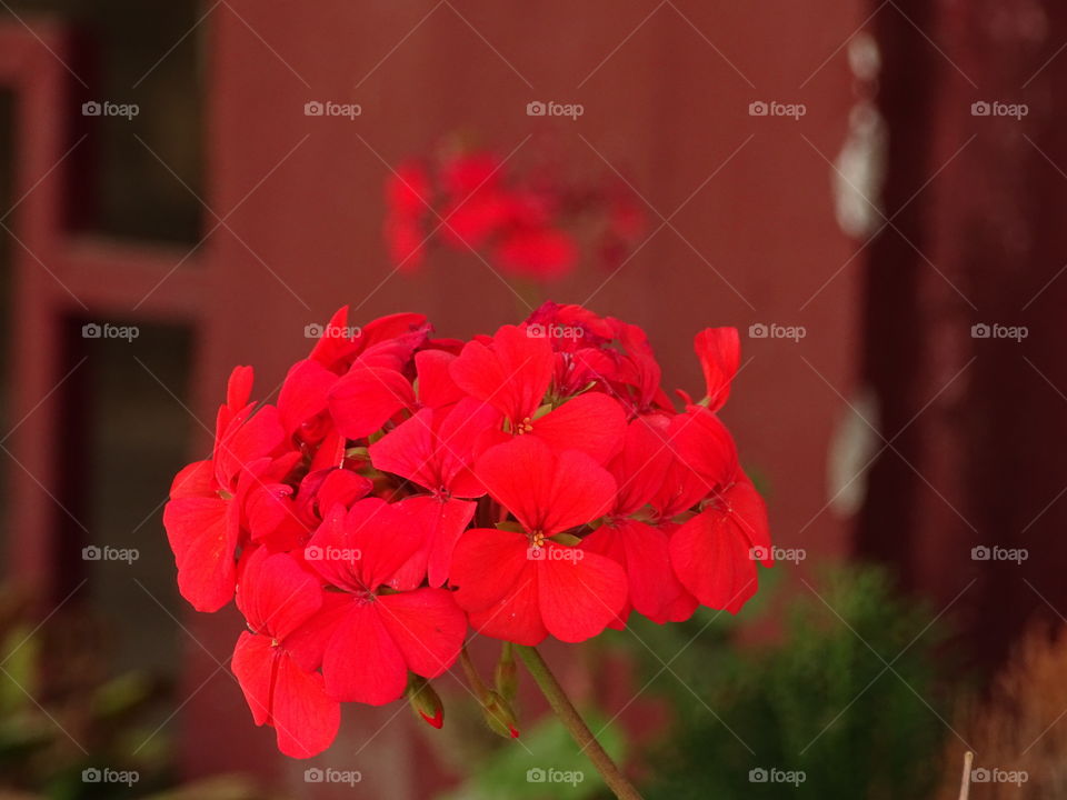 Closeup of Beautiful Red Flower