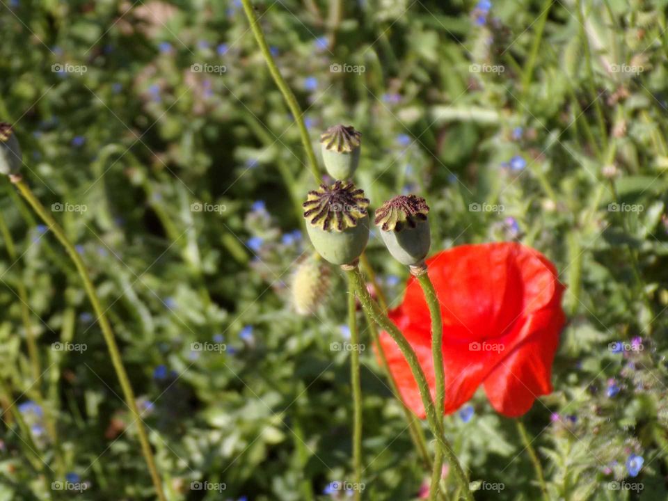 Klatschmohn und Mohnkapseln in einer Wildblumenwiese