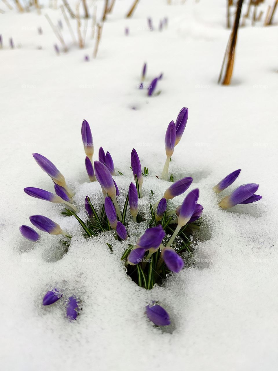 Winter fights spring.  Snow in spring.  Lilac crocuses (saffron) in the snow