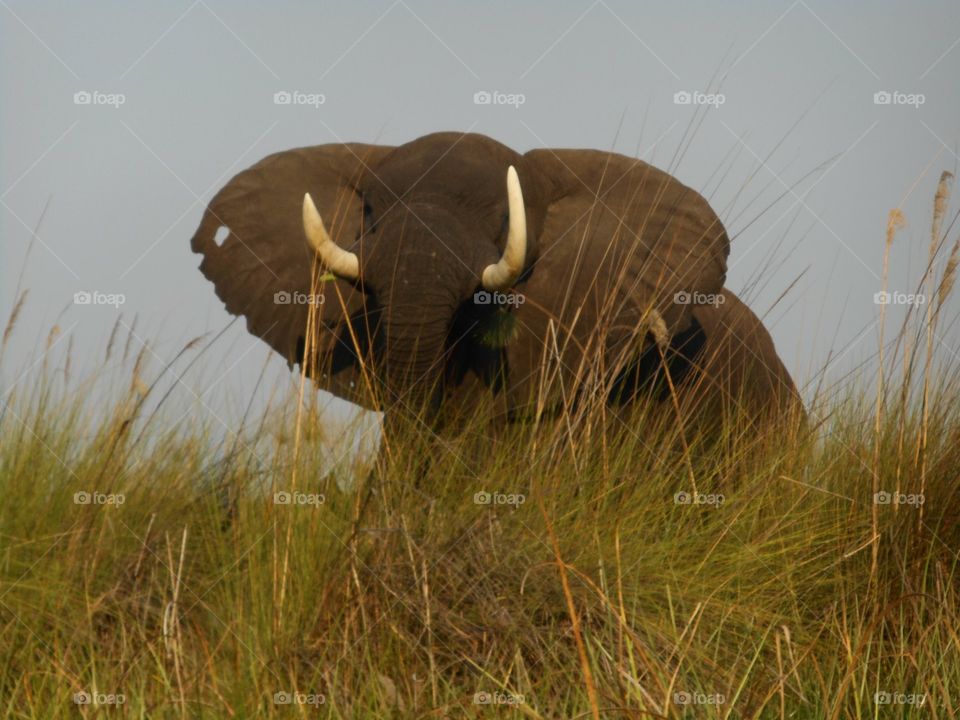 African elephant in the Okavango Delta in Botswana 