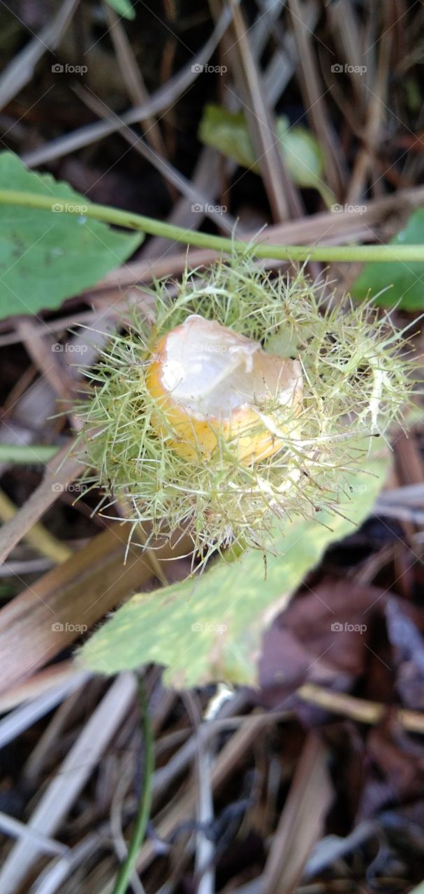 passiflora foetida. mini fruit.