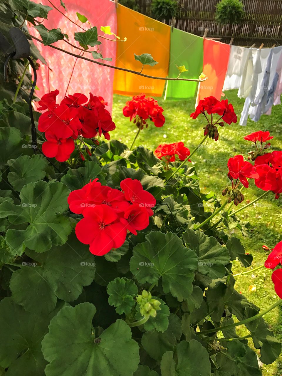 Laundry day 2 flowers