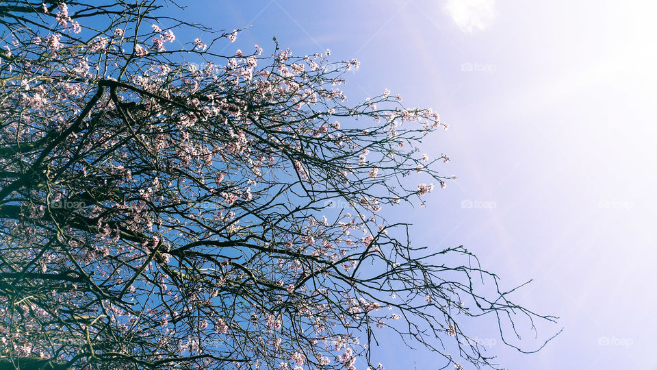 pink spring blossoms