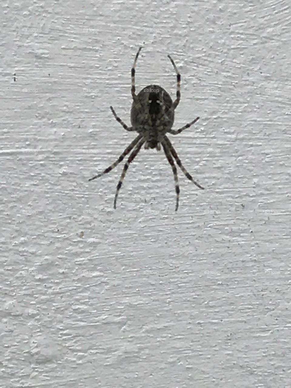 Spider Spider