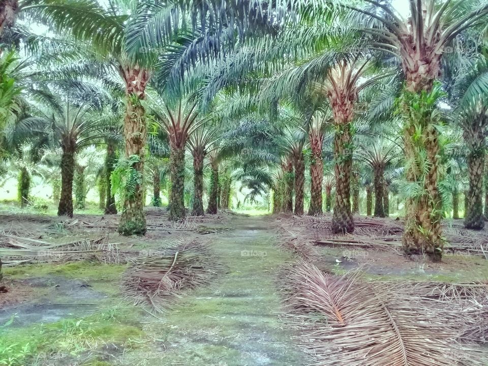 oil palm plantations that thrive in Kalimantan Indonesia
