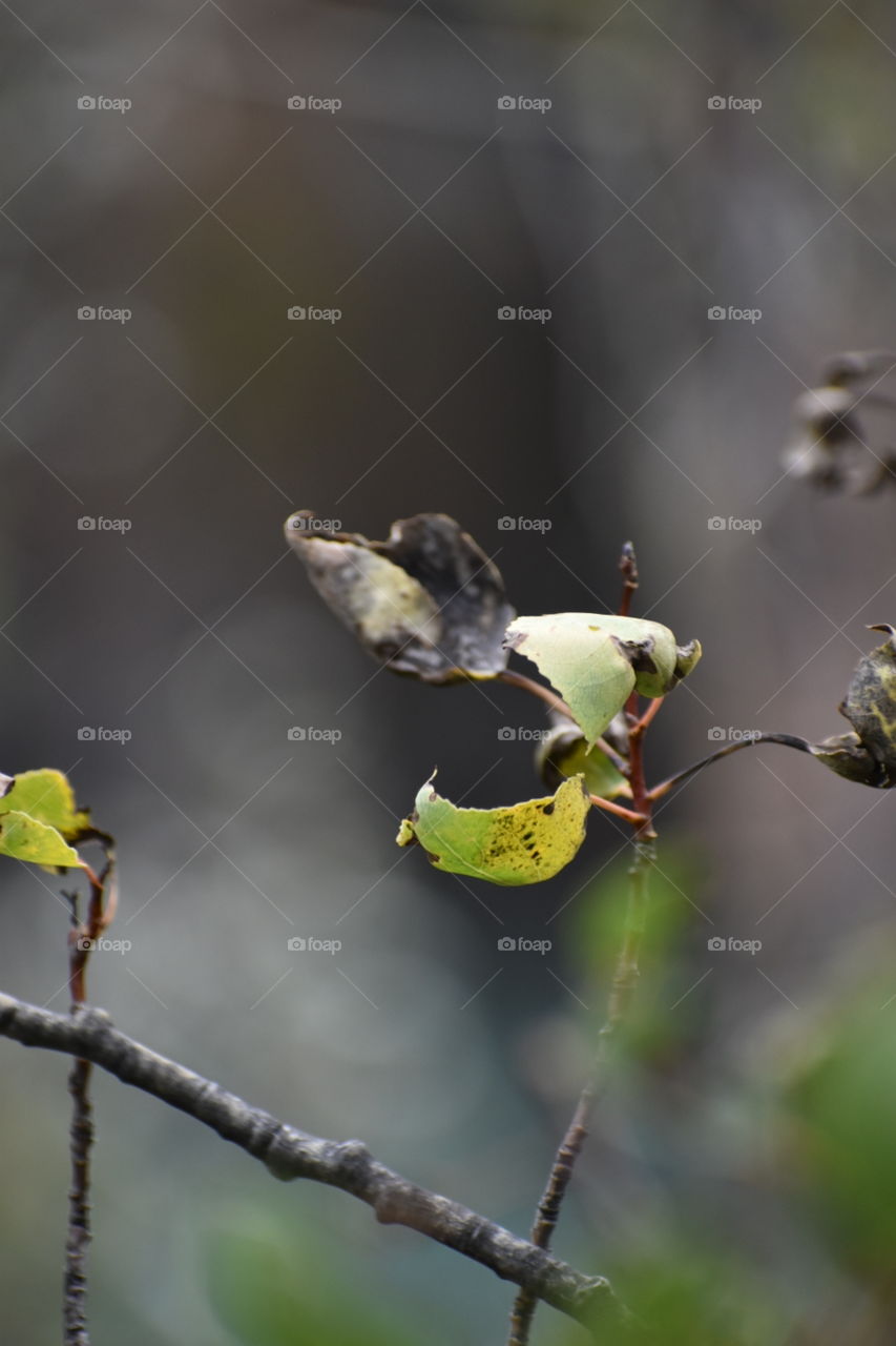 Autumn leaf