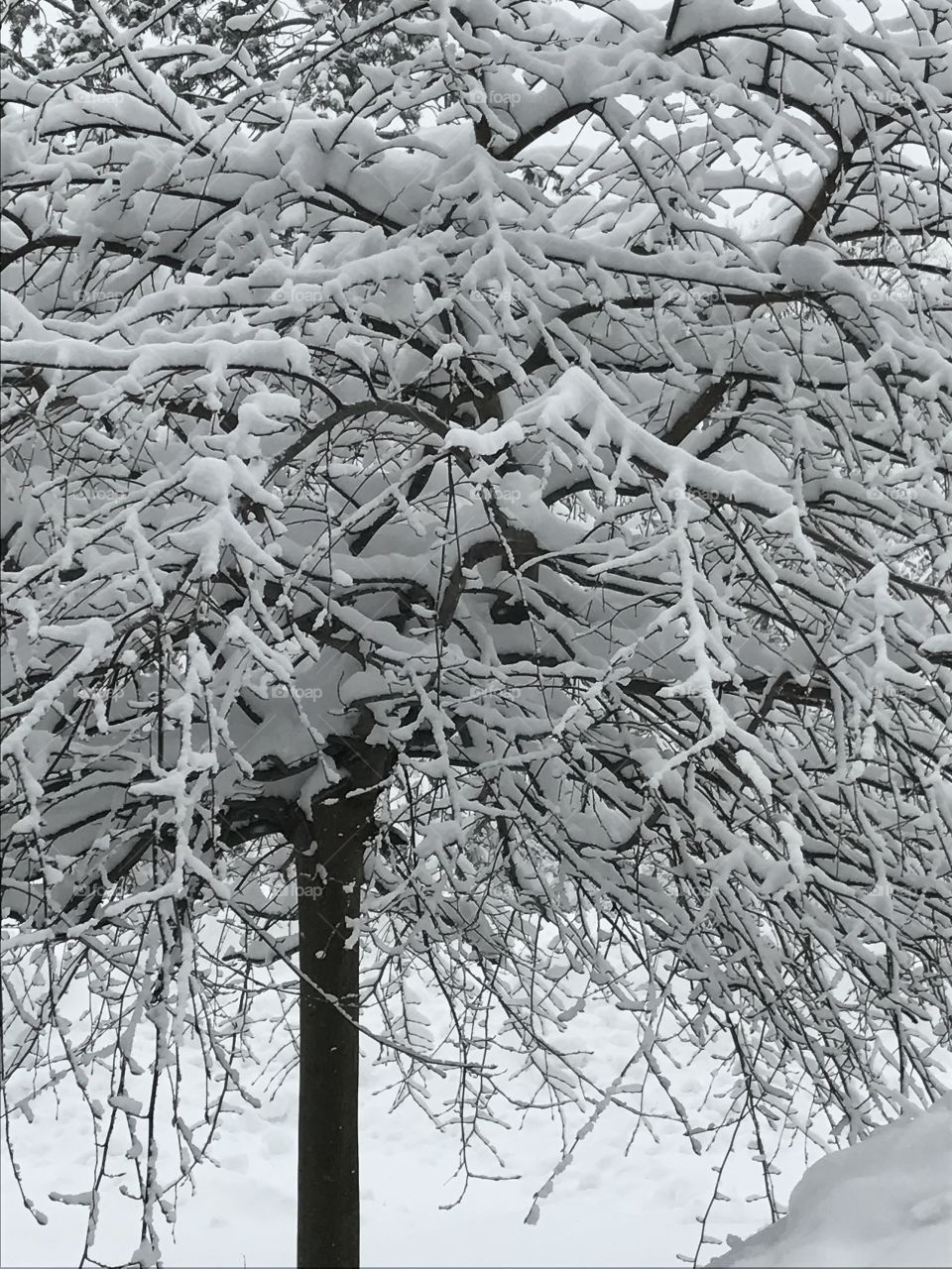 Snowy limbs