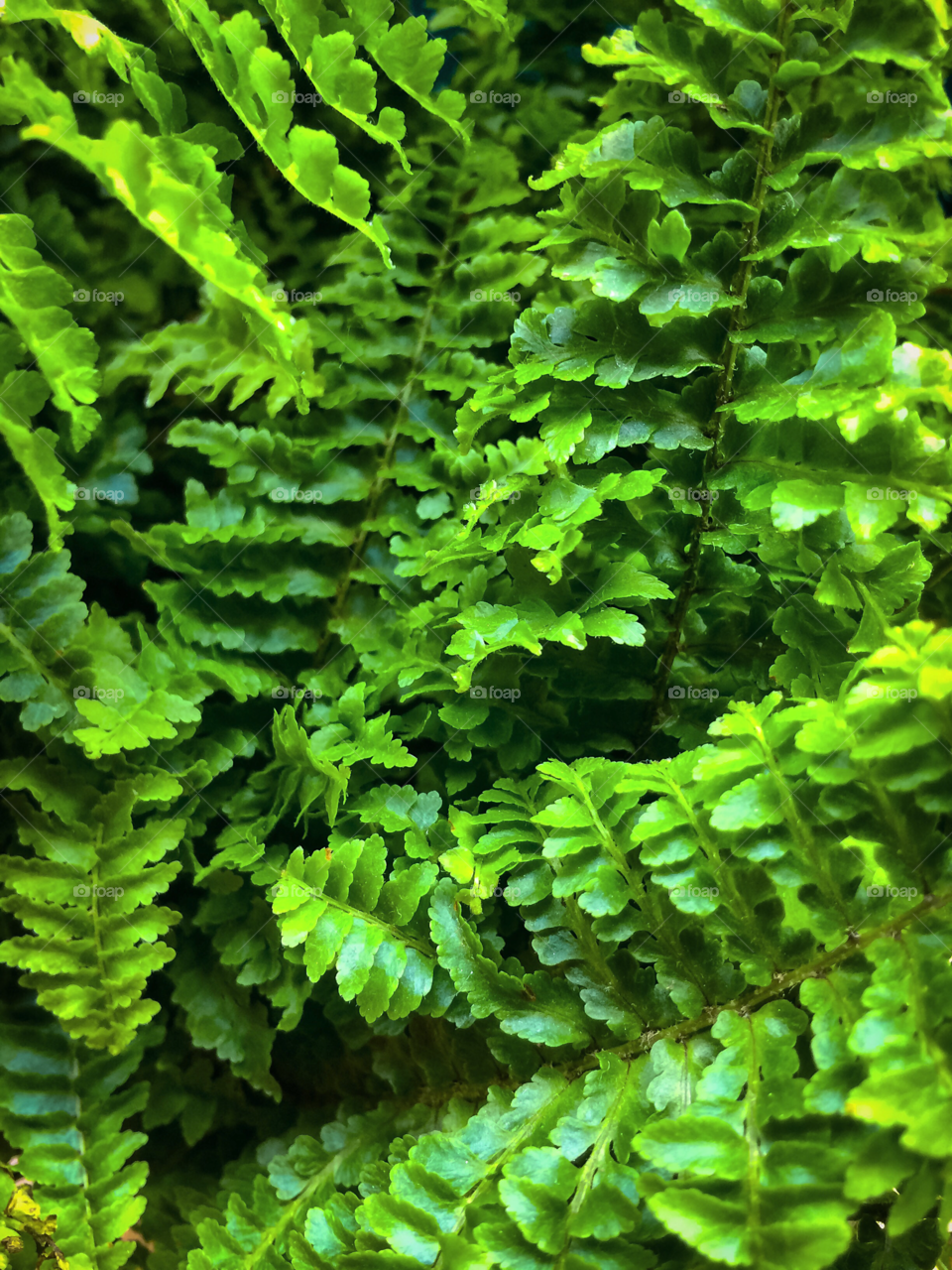 Closeup on a green fern leaves 