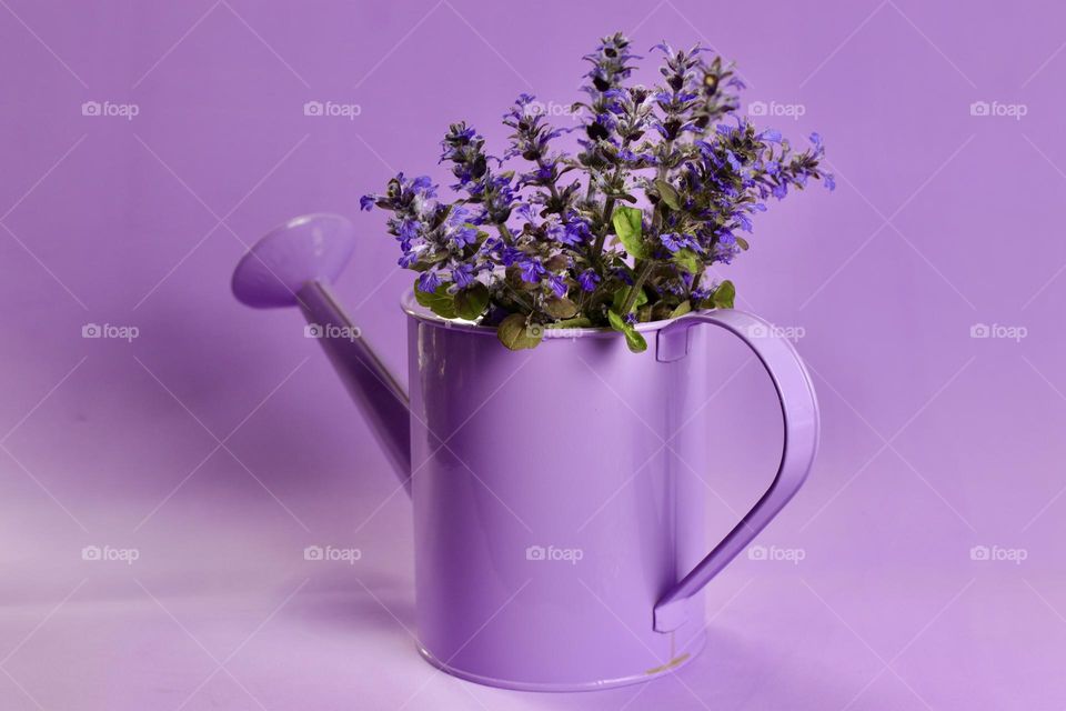 lavender watering can 