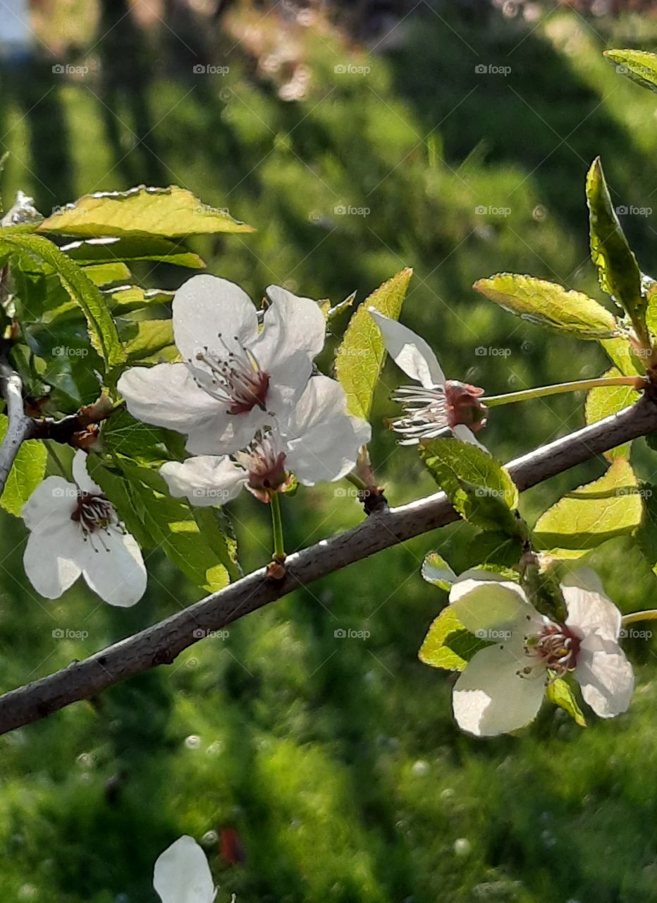 white flowers of wild plum in sunshine and shade