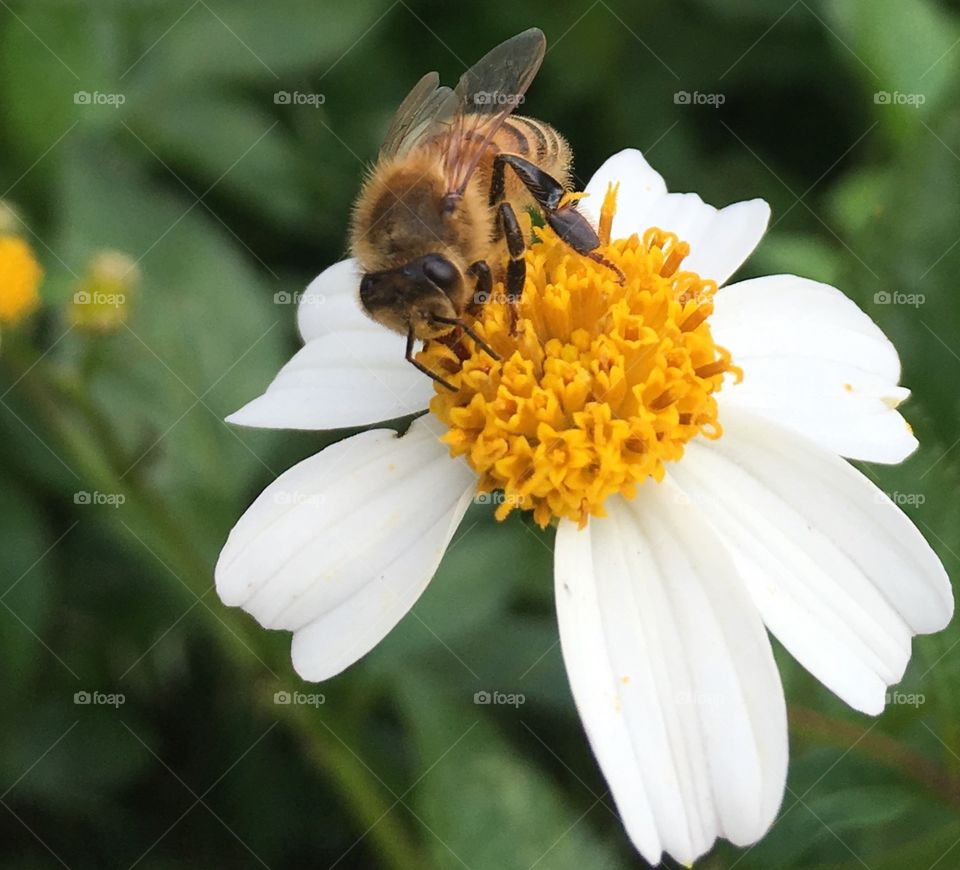 Bee and flower