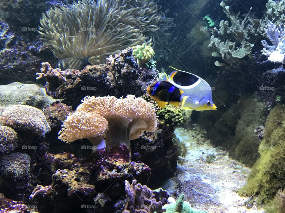 Aquarium