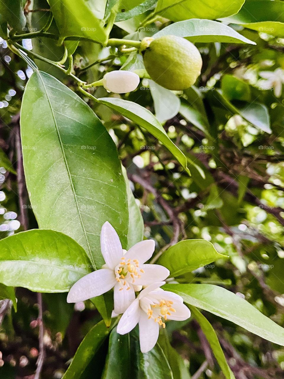 Blossom flowers on an orange tree