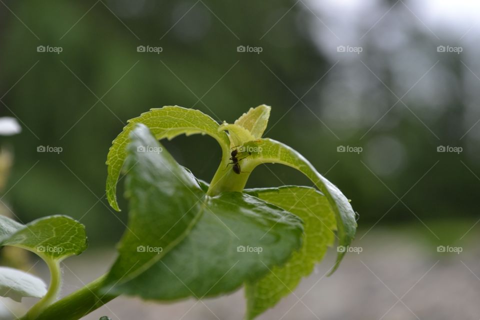 Ant on a leaf.... Ant on a leaf...