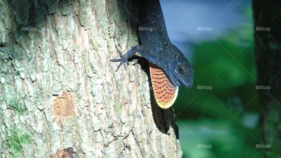Closeup of Brown Anole Lizard with red and yellow dewlap against tree trunk between shade and sun