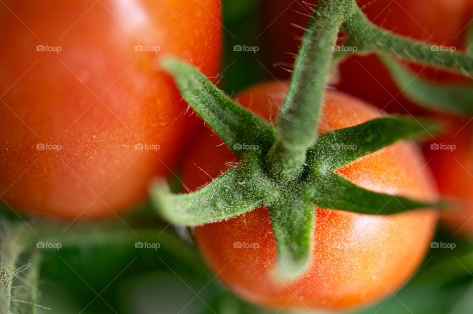 Tomatoes