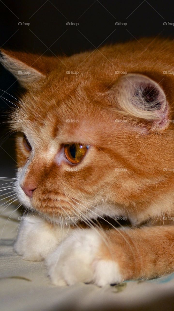 Extreme close-up of cat