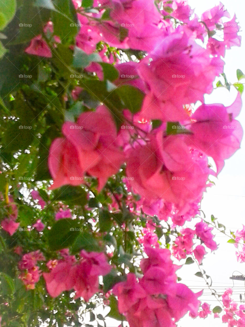 Flower. flower, pink flower, pink, nature, view, sky, green leafs 