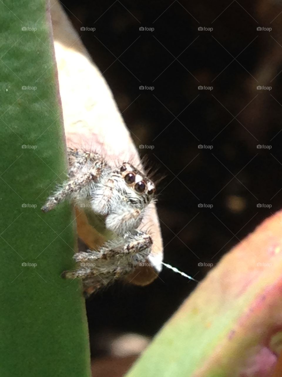 Jumping spider on a leaf